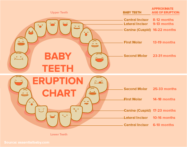 Baby Teeth Chart Infographic